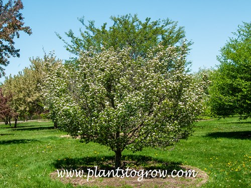 Entangled Hawthorn (Crataegus intricata)